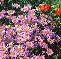 Aster Flora's Delight