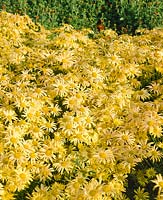 Chrysanthemum Mary Stocker