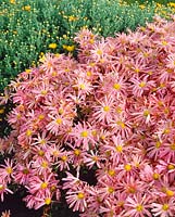 Chrysanthemum zawadskii var. latilobum