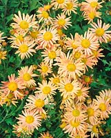 Chrysanthemum Mary Stocker