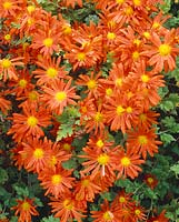 Chrysanthemum Orange Wonder