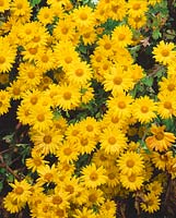 Chrysanthemum Schaffhausen