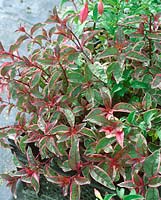 Fuchsia Tricolorii