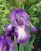 Iris x germanica Blue Shimmer
