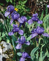 Iris pumila Branbury Ruffles
