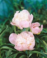 Paeonia lactiflora rose
