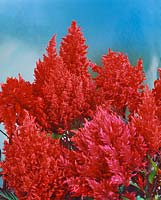 Celosia argentea Forest Fire