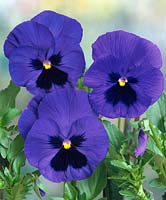 Viola-Wittrockiana-Hybriden blue with blotch