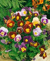 Viola-Wittrockiana-Hybriden Bambini mixed