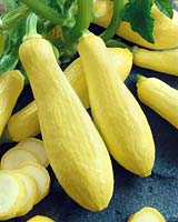 Zucchini / Cucurbita pepo con. giromontiina Gold bar