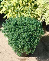 Satureja montana subsp. montana in pot