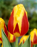 Tulipa Single Early Keizerskroon