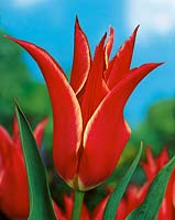 Tulipa Lily Flowered Aladdin