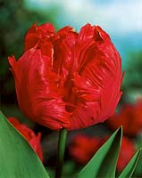 Tulipa Parrot Karel Doorman