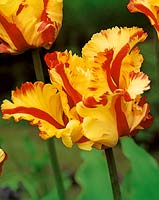 Tulipa Parrot Texas Flame
