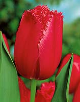 Tulipa Crispa Burgundy Lace