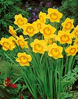 Narcissus Large Cupped Largo