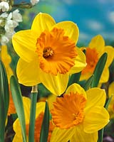 Narcissus Large Cupped Mary Bohannon