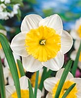 Narcissus Large Cupped Ice Follies