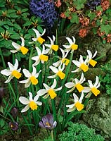Narcissus cyclamineus Jack Snipe