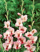 Gladiolus Cambourne