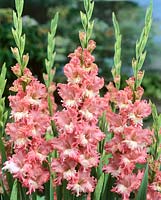 Gladiolus Frizzled Coral