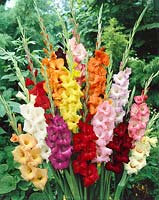 Gladiolus mix luxe