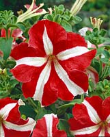 Petunia grandiflora Red Star F1