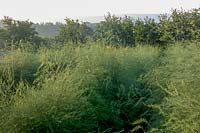 Barleywood Walled Garden, Wrington, Somerset, UK.  The Asparagus beds