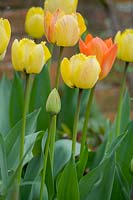 yellow Tulips ( Tulipa )