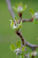 Apple tree buds in early spring