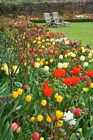 The Abbey House Gardens, Malmesbury, Wiltshire, UK ( Pollard )Informal Tulip and Daffodil drifts in spring border
