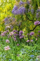 Barnsley House Gardens, Glos., UK. Former garden of Rosemary Verey, Allium 'Purple Sensation'  planted beneath Wisteria