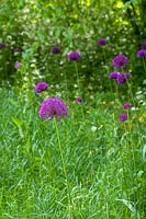 Barnsley House Gardens, Glos., UK. Former garden of Rosemary Verey, Allium 'Purple sensation' in informal 'wild' planting at edge of garden