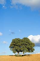 Cork oak ( Quercus suber ) against blue sky, Andalucia, Spain