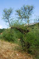 Old Olive tree in Andalucia, Spain ( Olea europaea )