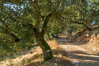 Cork oak ( Quercus suber )  Andalucia, Spain