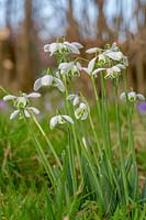 Galanthus 'Flore Pleno' ( double snowdrop )*
