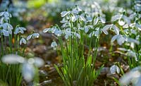 Galanthus ( snowdrops ) in spring woodland