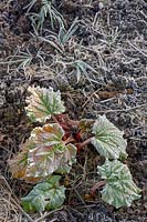 Ashton Vale Allotments, Bristol, UK. Frosty morning, Rhubarb leaves emerging