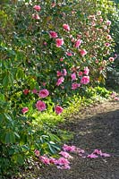 Algars Manor, Gloucestershire, UK. ( John Naish ). Looking along path in wooded garden in spring, with Camellia