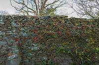 Cjhaenomoles ( Ornamental Quince ) in early spring against stone wall