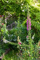 Helen Banbury's garden, Bristol, UK. small town garden, contemporary design and packed with plants