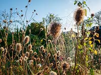 Grass seedheads and cobwebs on allotments in autumn