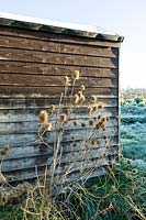Wintery allotment shed with Teasel seedheads