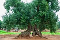 Ancient gnarled olive tree in Puglia, Italy