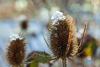 Teasel seedheads in garden in mid winter
