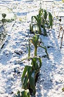Allotment on cold and snowy winter's day. Over winter Leeks
