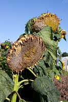 Sunflowers gone to seed on allotment