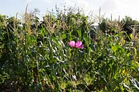 Sweet Corn ( Maize ) growing on allotment with one pink Cosmos flower